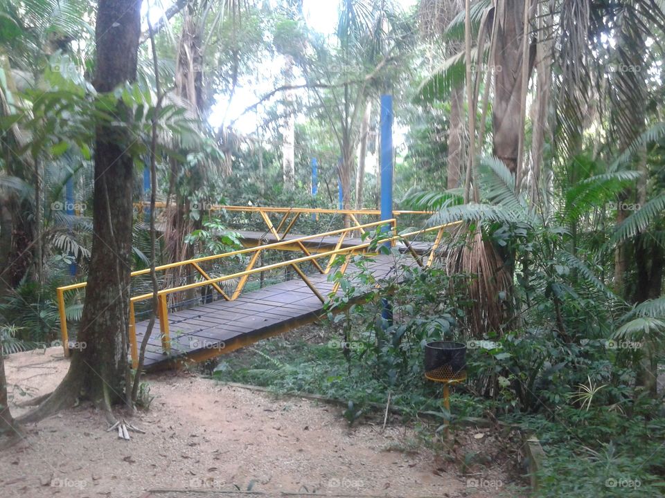 Ponte - Parque Ecológico do Mindu Manaus Amazonas