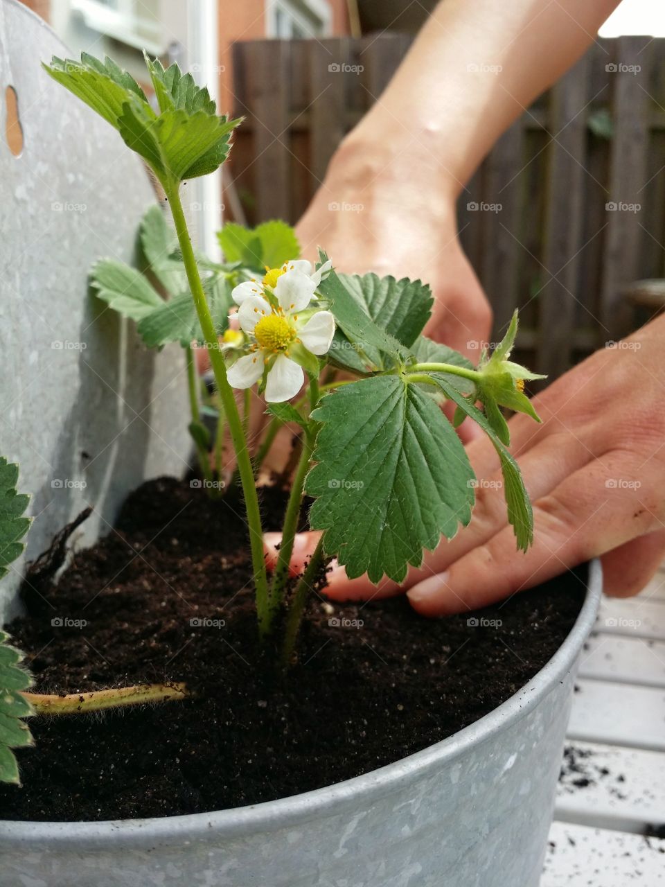 Hand with strawberry plant in flower pot