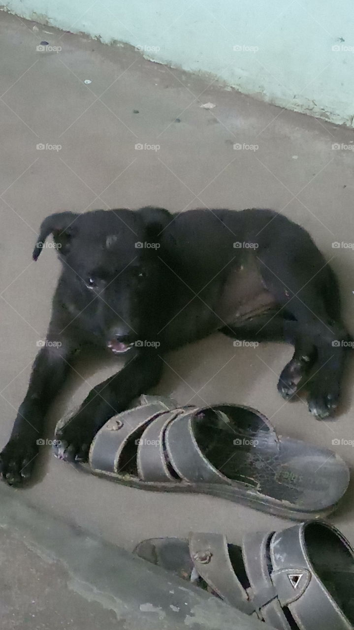 The dog is tear the sleper