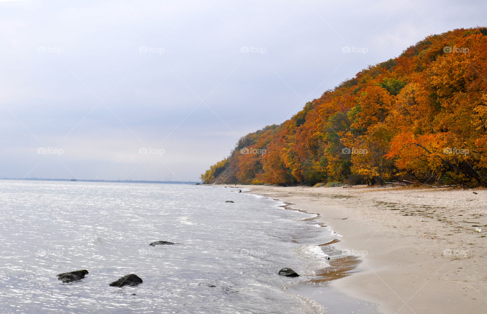 Yellow autumn tress on beach