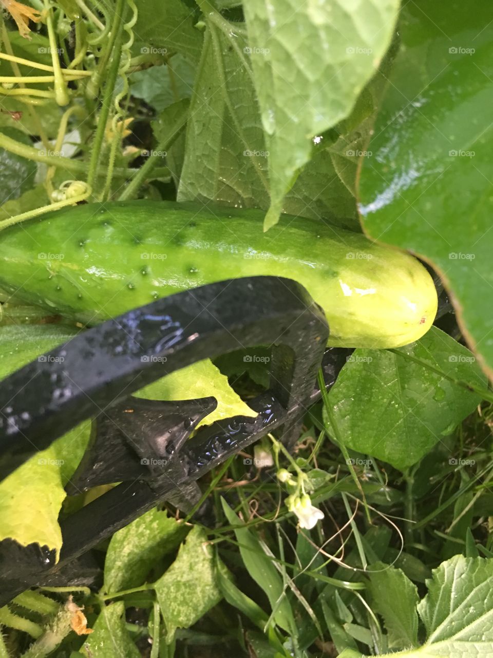 Freshly grown organic cucumber almost ready to be picked 