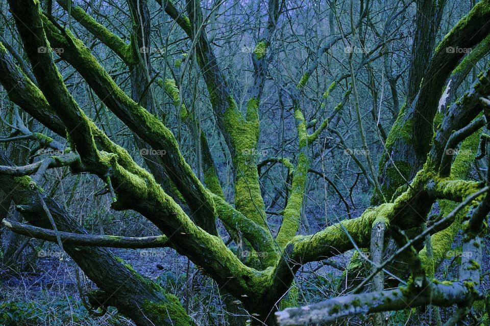 Mossy Tree 
