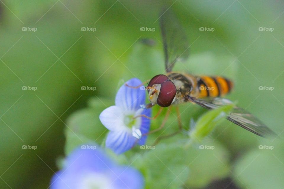 Ichneumon wasp on flower