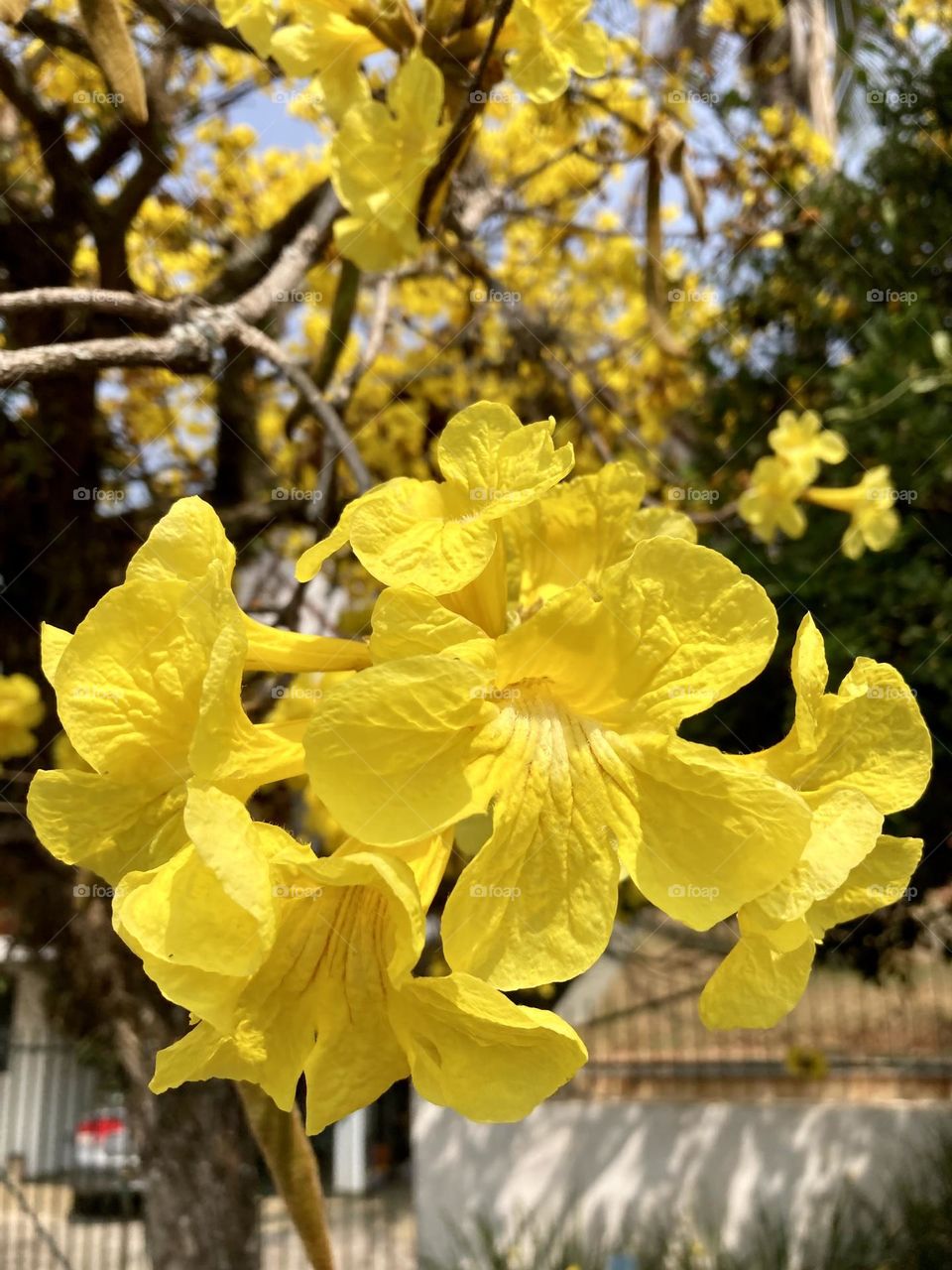 Ype / ipê - 🇺🇸 Very beautiful yellow flowers to brighten our day.  Live nature and its beauty. Did you like the delicate petals? / 🇧🇷 Flores amarelas muito bonitas para alegrar nosso dia. Viva a natureza e sua beleza. Gostaram das pétalas delicadas? 