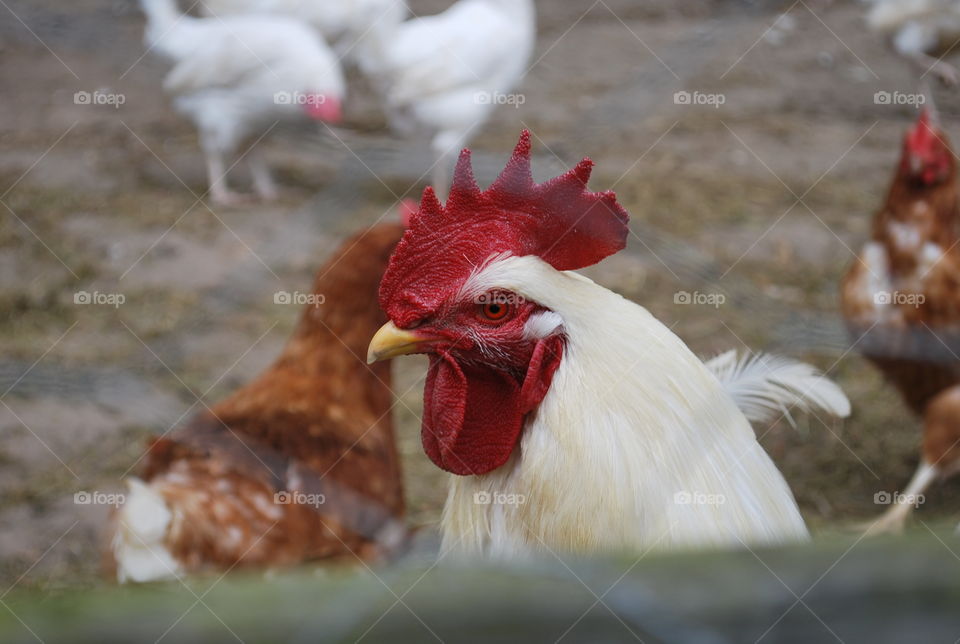 Angry Rooster Giving Shade