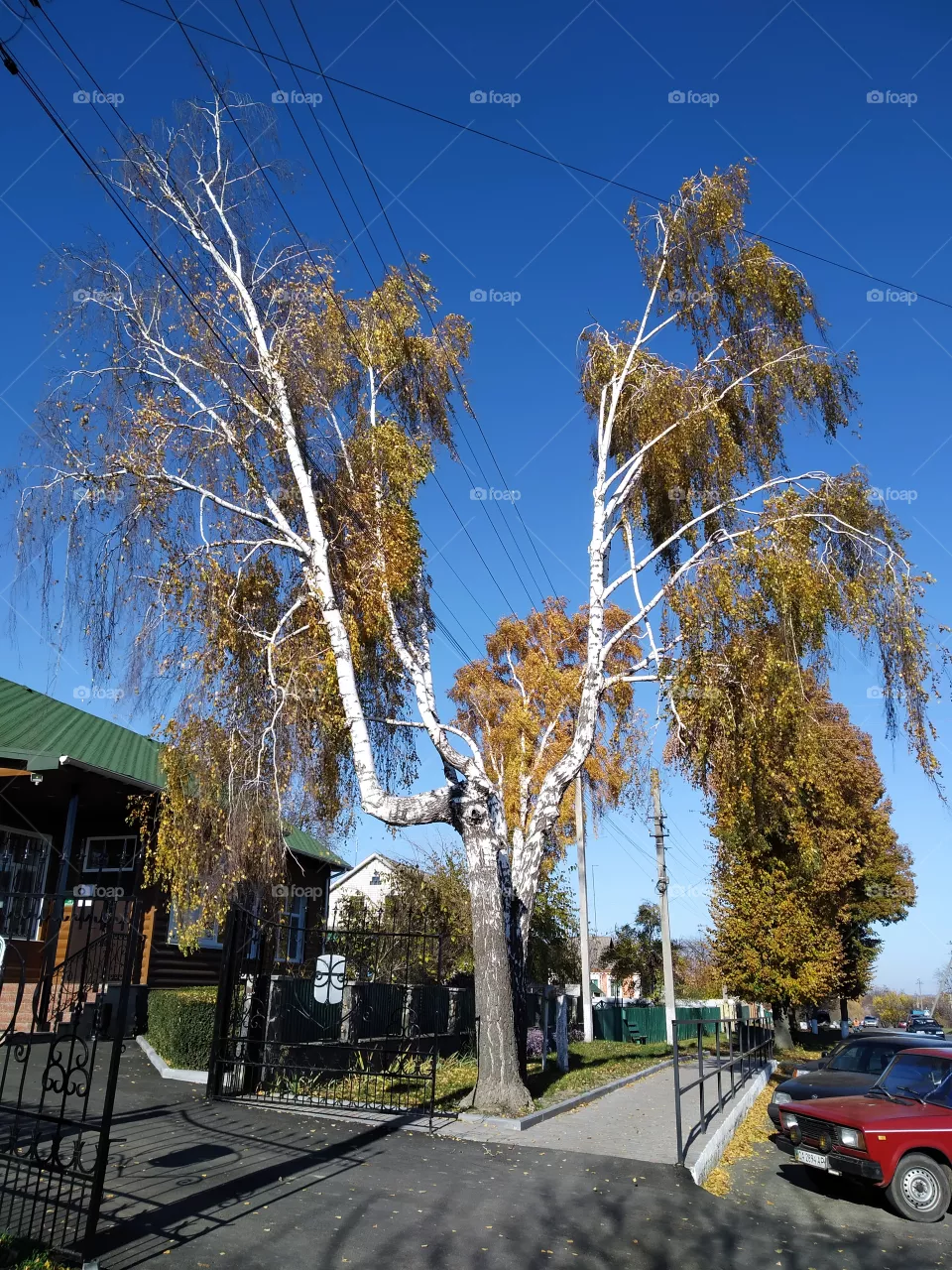birch