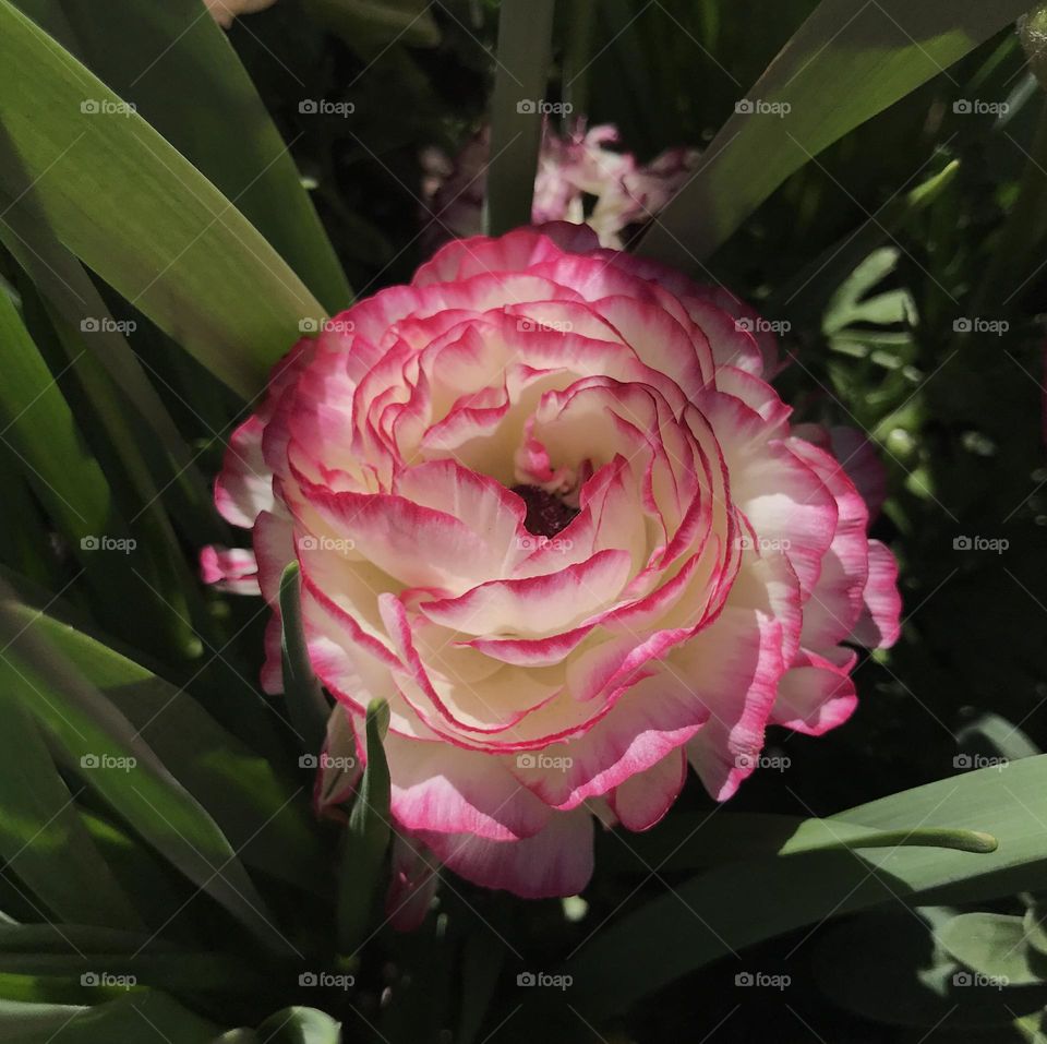 Layered petals in pink and white