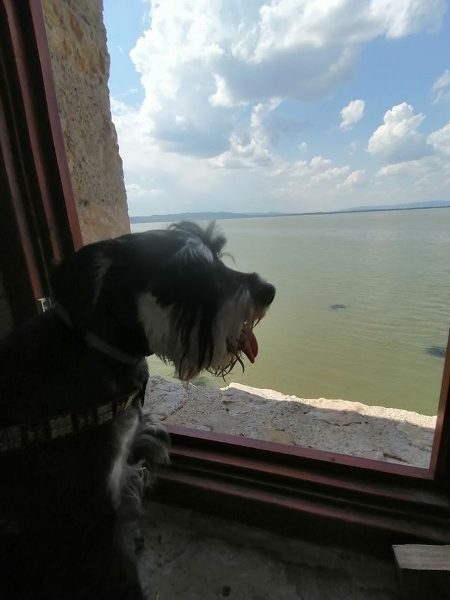 Dog with a view