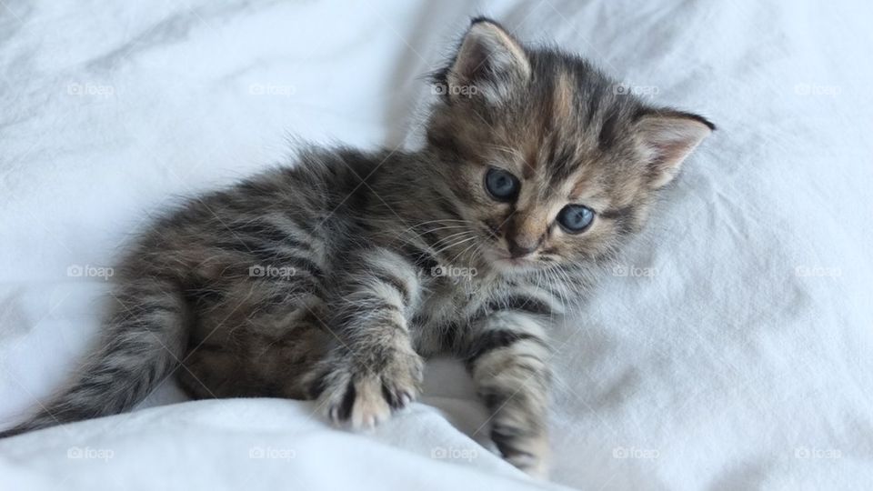 Kitten playing