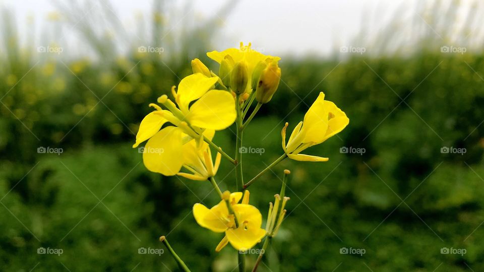 Mustard flower has its own beauty which can be found in every farmer’s field in the winter👌