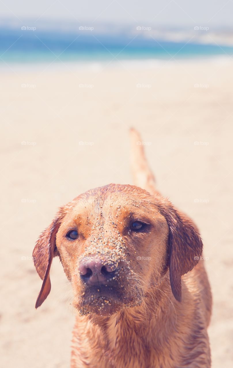 A cute Labrador retriever dog standing on a quiet beach and covered in sand