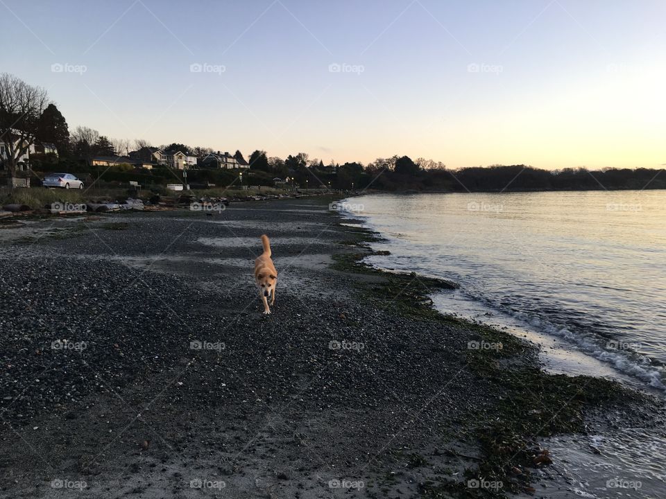 Dog wondering on a beach on a grey morning