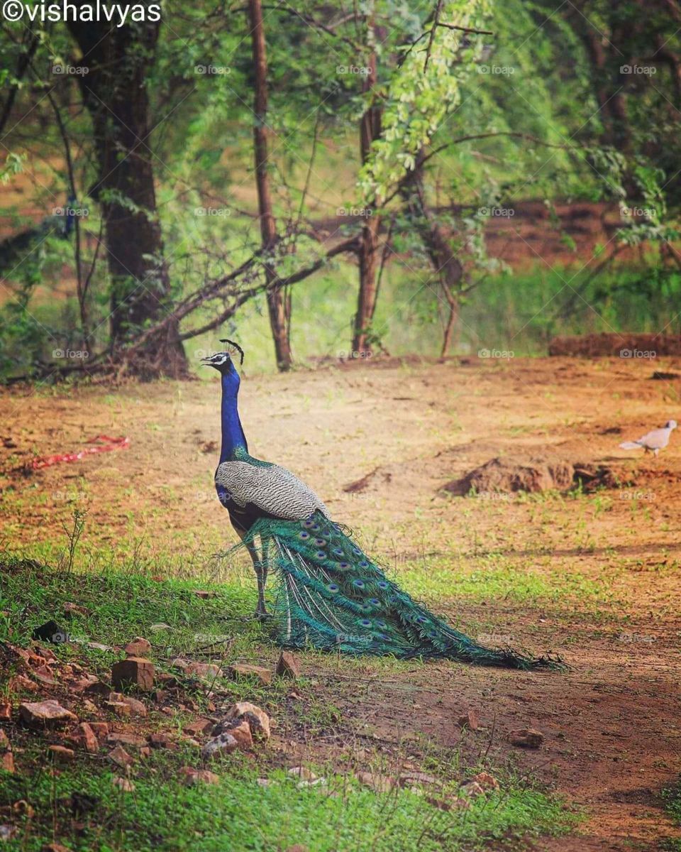 Peacock a beautiful bird