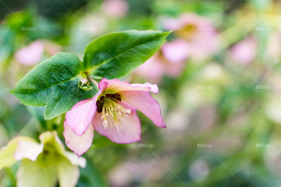 First spring blossom