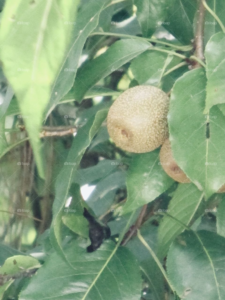 Fruits 