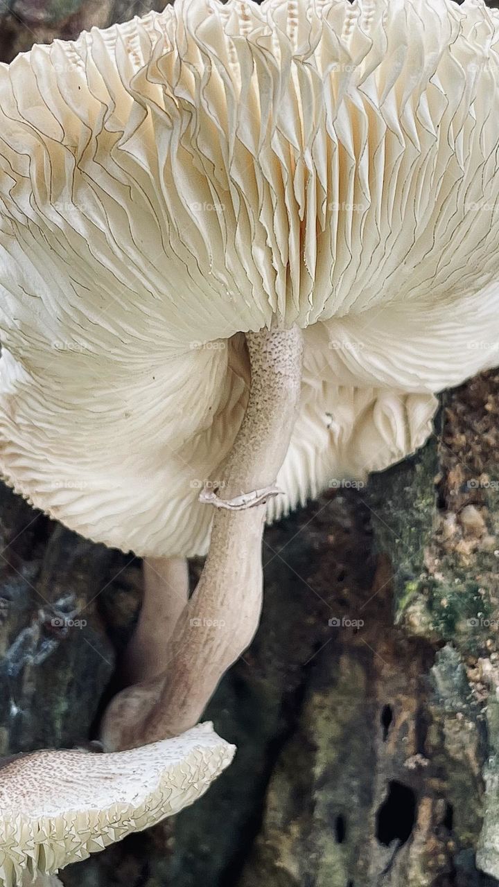 Fungus