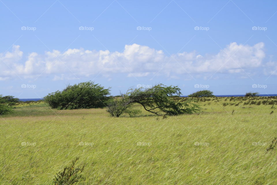 windblown trees. Hawaii 