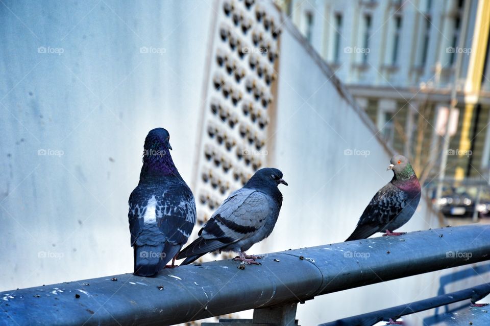 Pigeon s drama of three on a bridge