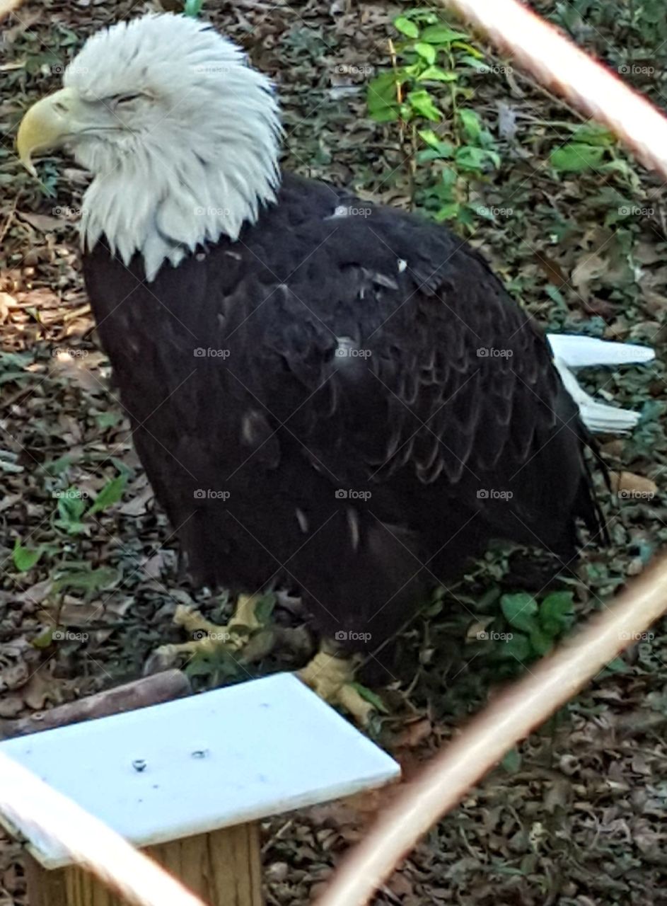 Brookgreen Gardens in South Carolina featuring a bald eagle.