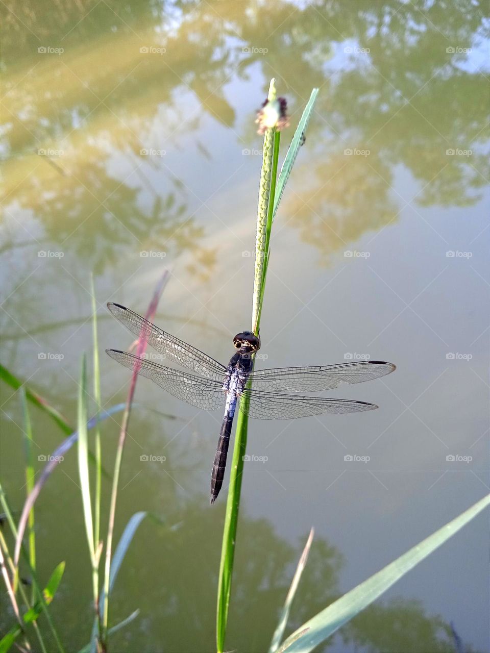 Black dragonfly.