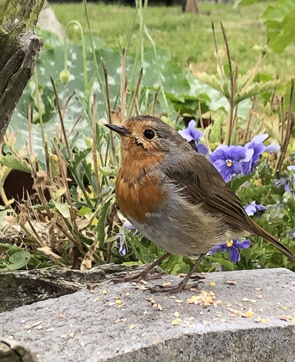 Robin