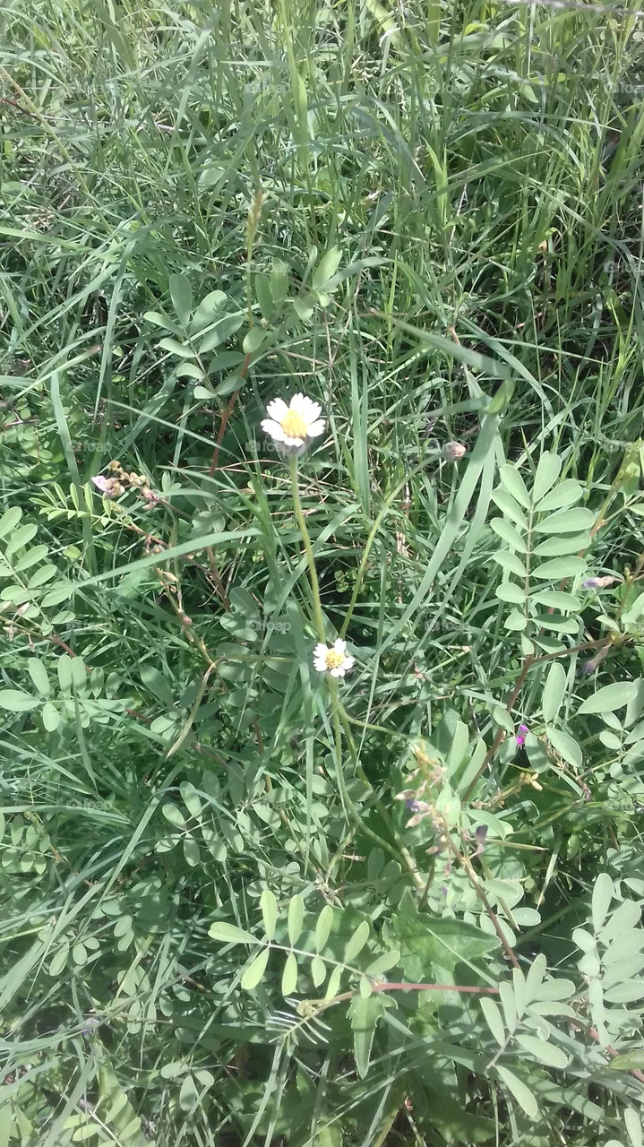 flowers