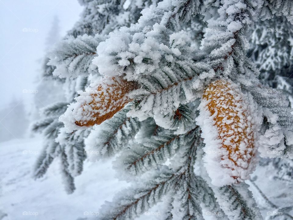 Pine cones covered in snow surrounded by pine cone tree branches covered in snow 