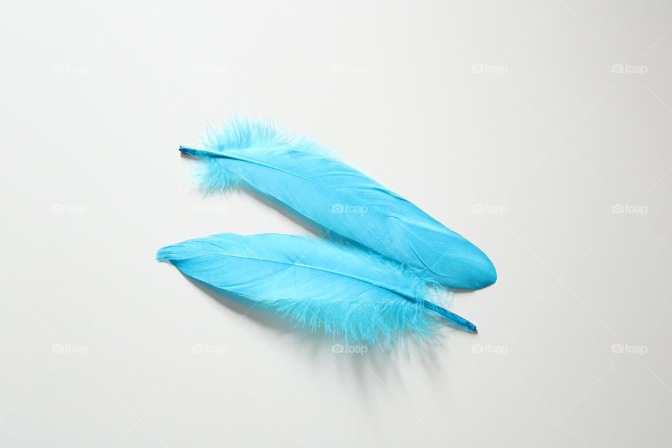 Blue feathers 💙