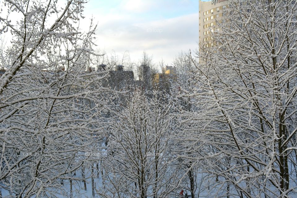 Winter, Snow, Cold, Frost, Tree