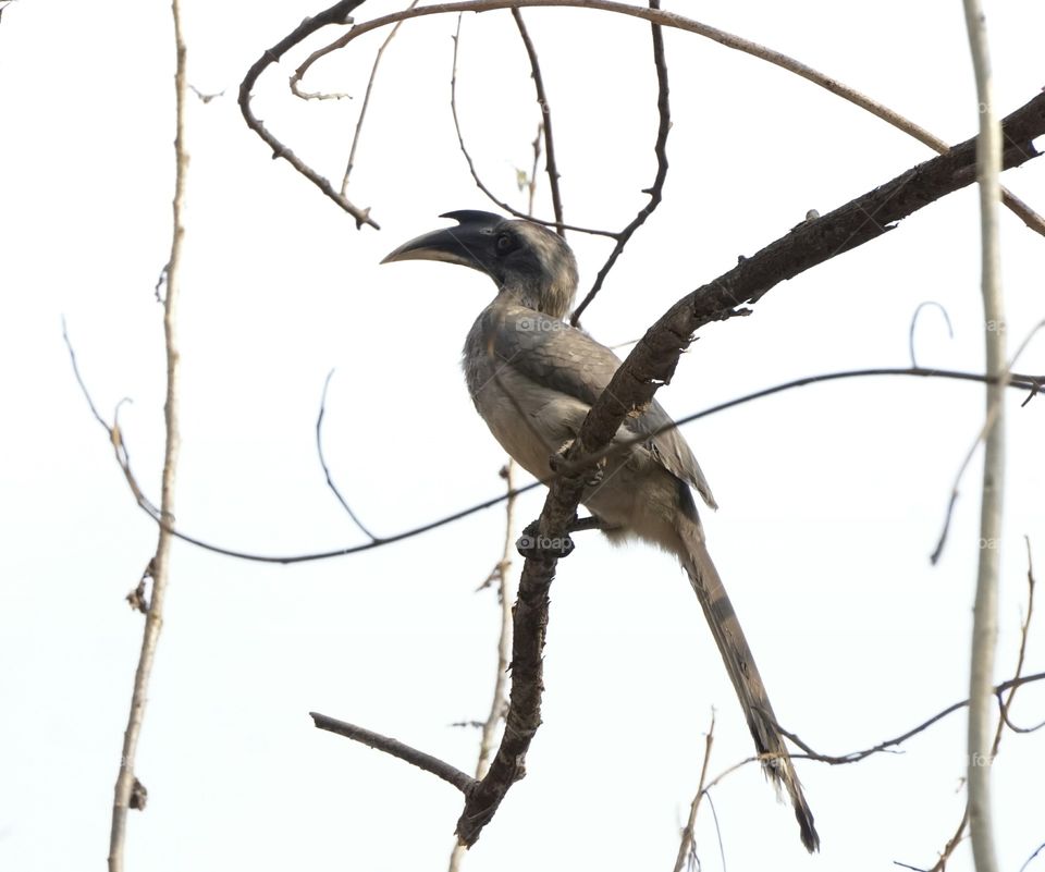 Grey Hornbill
