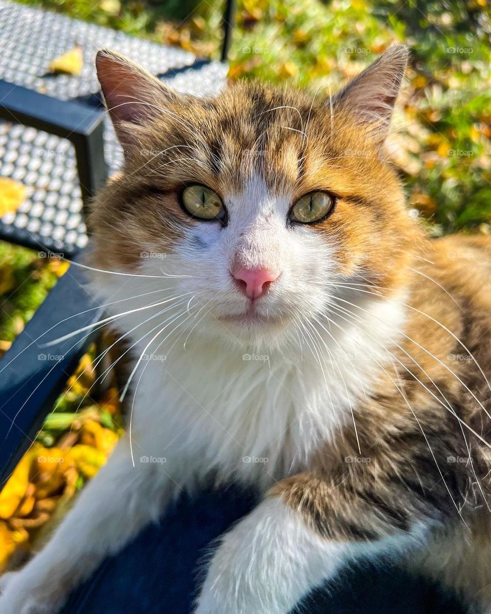 Super cute cat with pink nose and beautiful eyes lays somewhere in autumn village garden