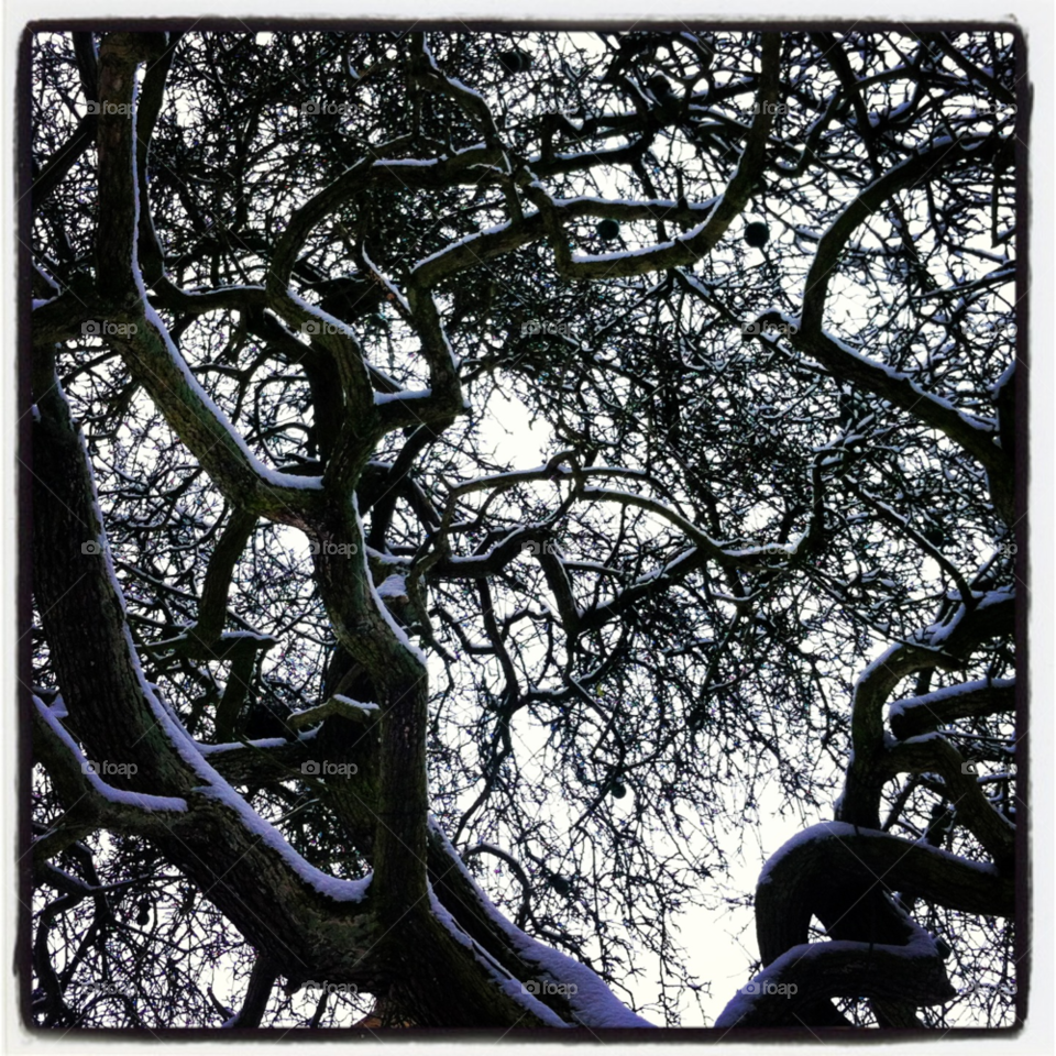 snow tree by kayeg82