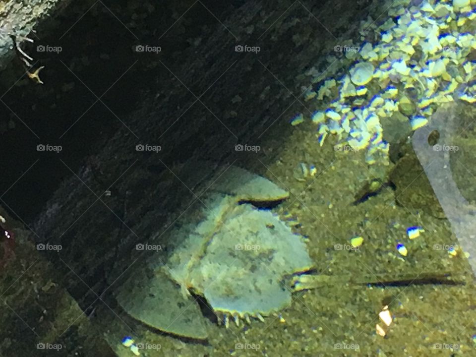 No Person, Fish, Water, Underwater, Nature