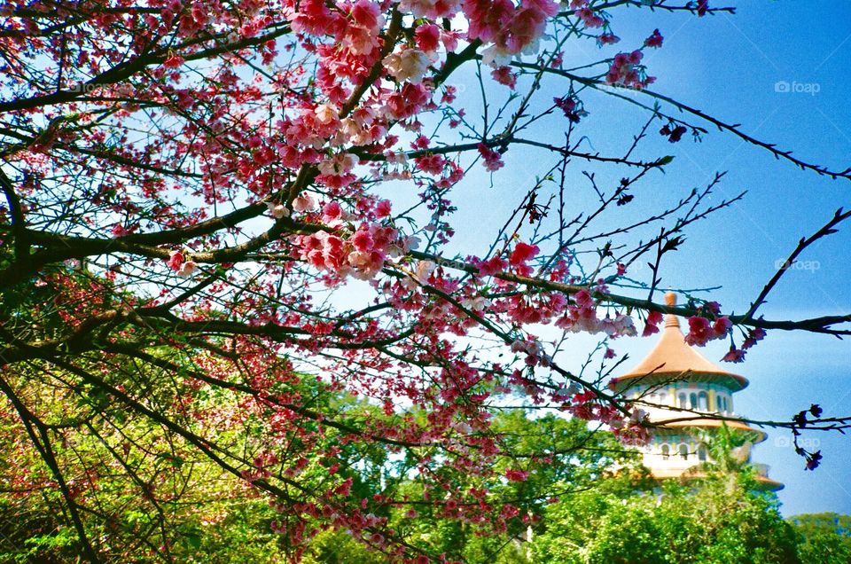 #traveltheworld #Sakura 🌸 #flowers bloomed #Spring #filmphotography #Taiwan #temple #FujifilmXtra400 #Konica現場監督35WB #フィルム 初 #櫻 迎春，#天元宮