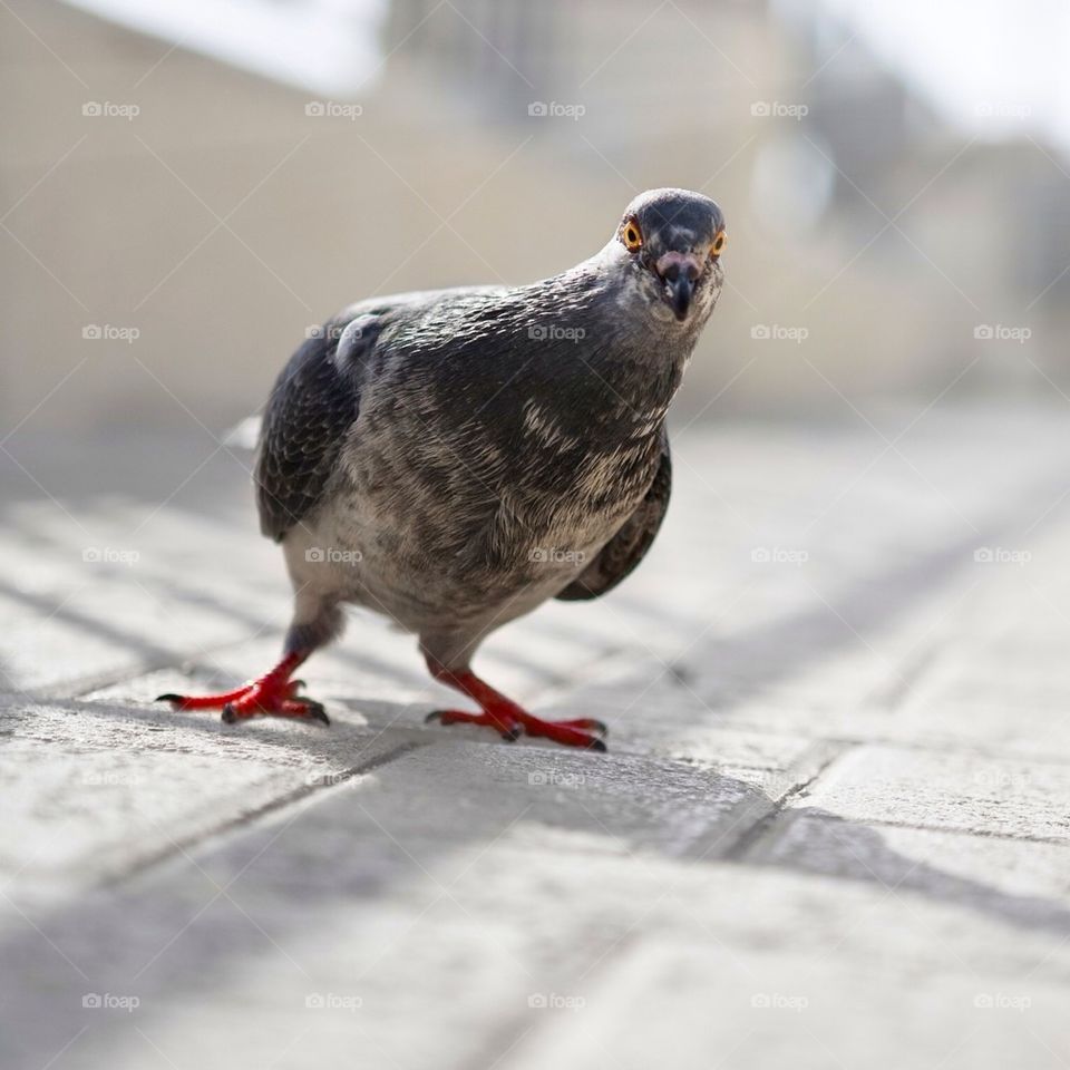 summer funny bird camera by botvidsson