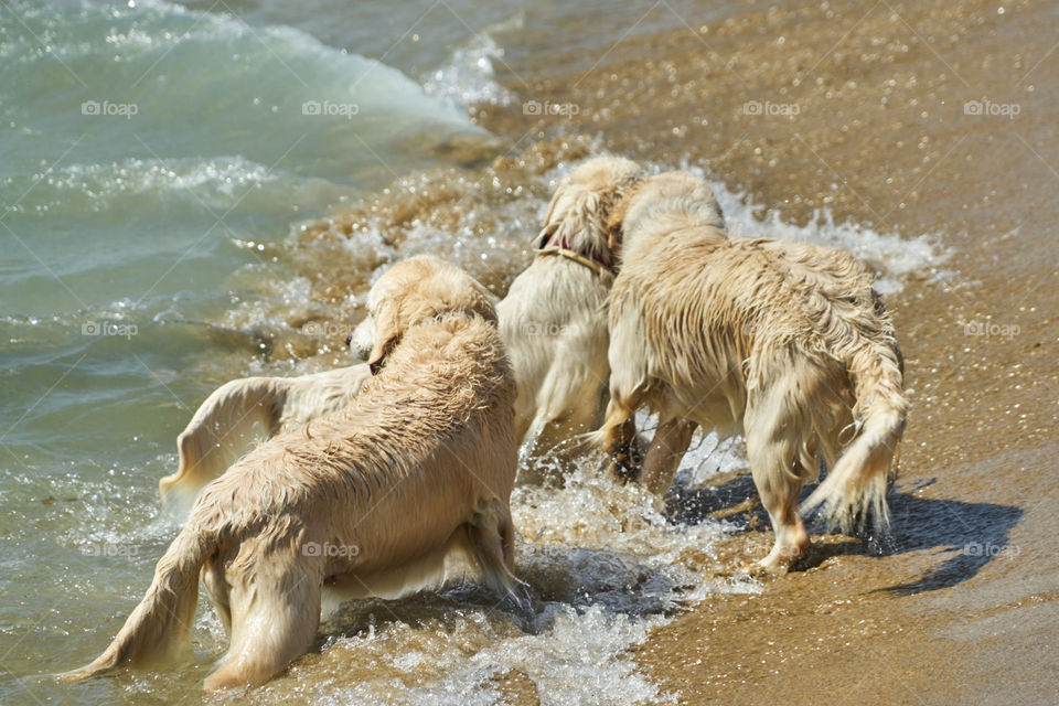 Golden Retriever team 