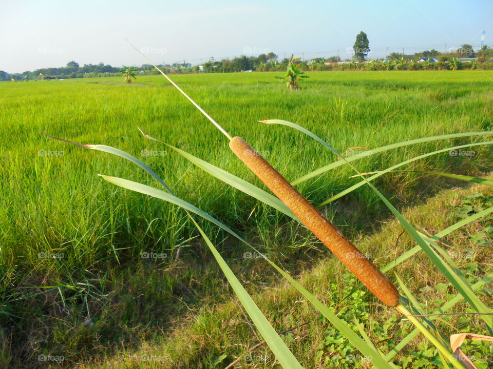 Bulrush in Rice field