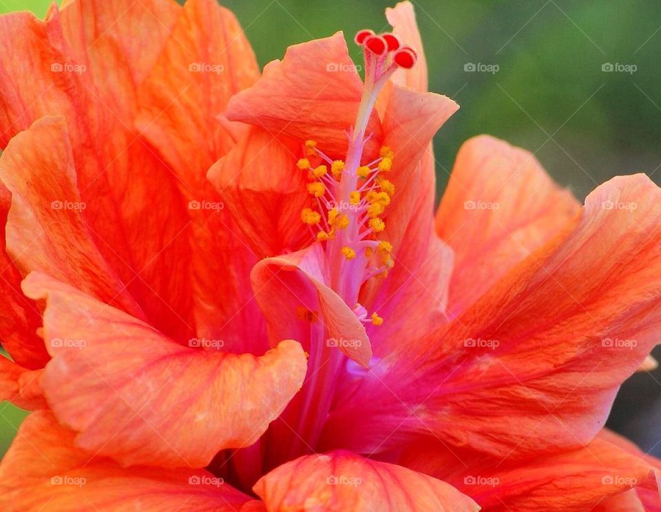 Hibiscus