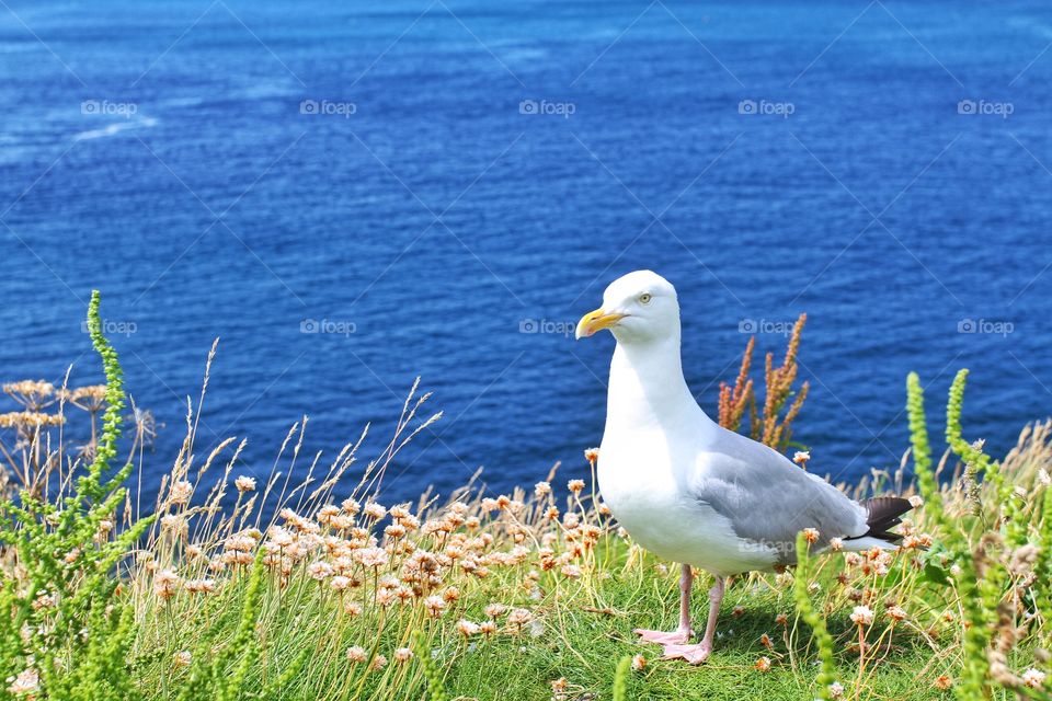 A seagull on a green cliffside overlooking a blue ocean.