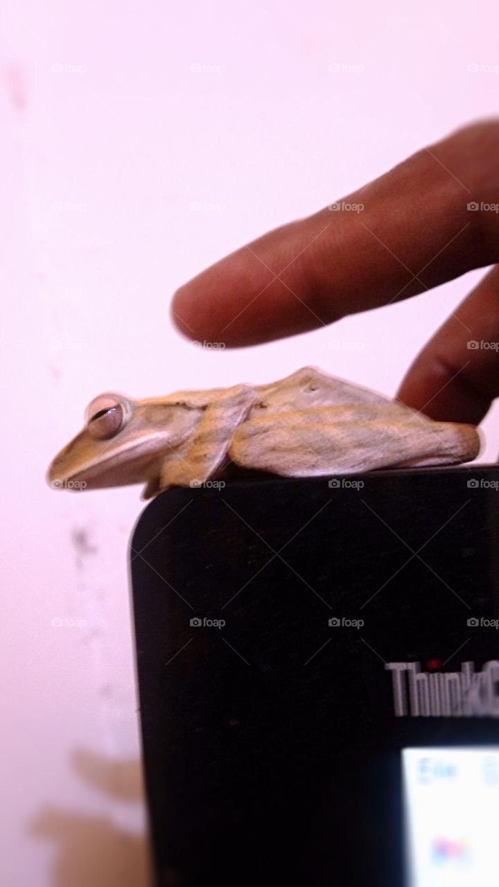 a frog sittingup computer screen pose-3 shy seem sleepy.