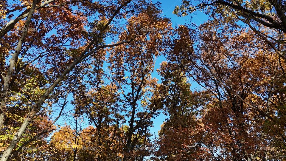 Colorful Tree Tops in the fall