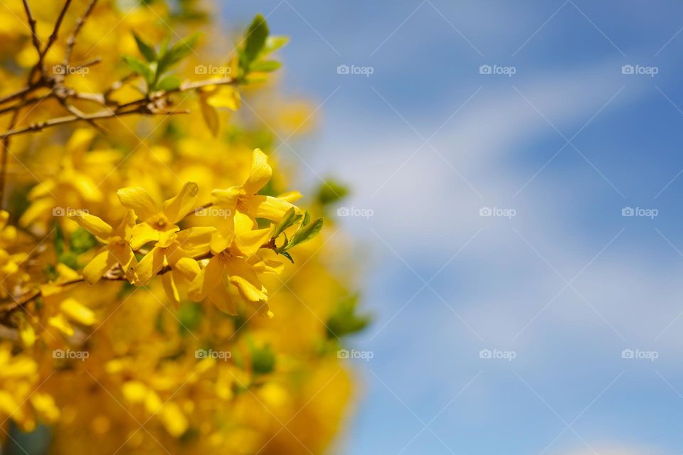 beautiful yellow spring flowers, against the blue sky, the air smells of warmth, spring and love. nature wakes up after winter