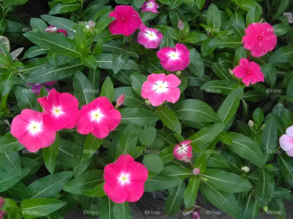 A pink colour flowers