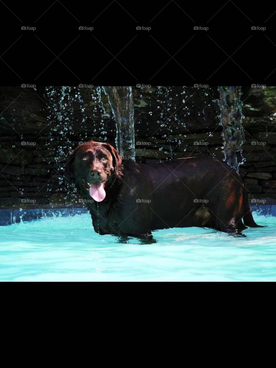 happy color dog dogs by OstensiblyCilla