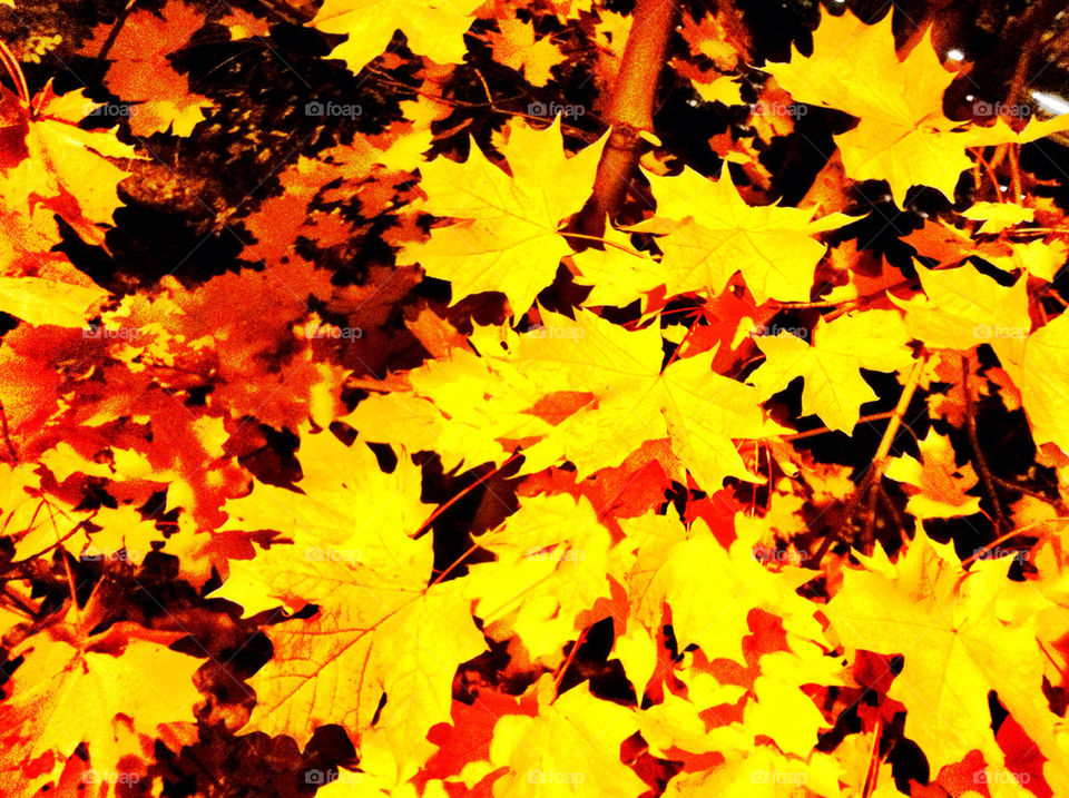 sweden yellow tree leaves by rebelf