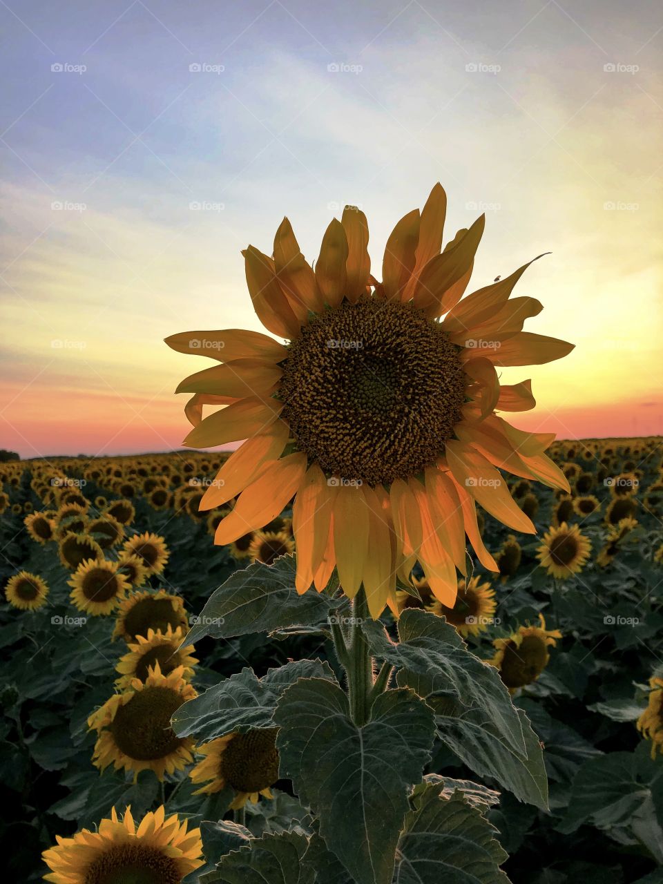 Sunflower 