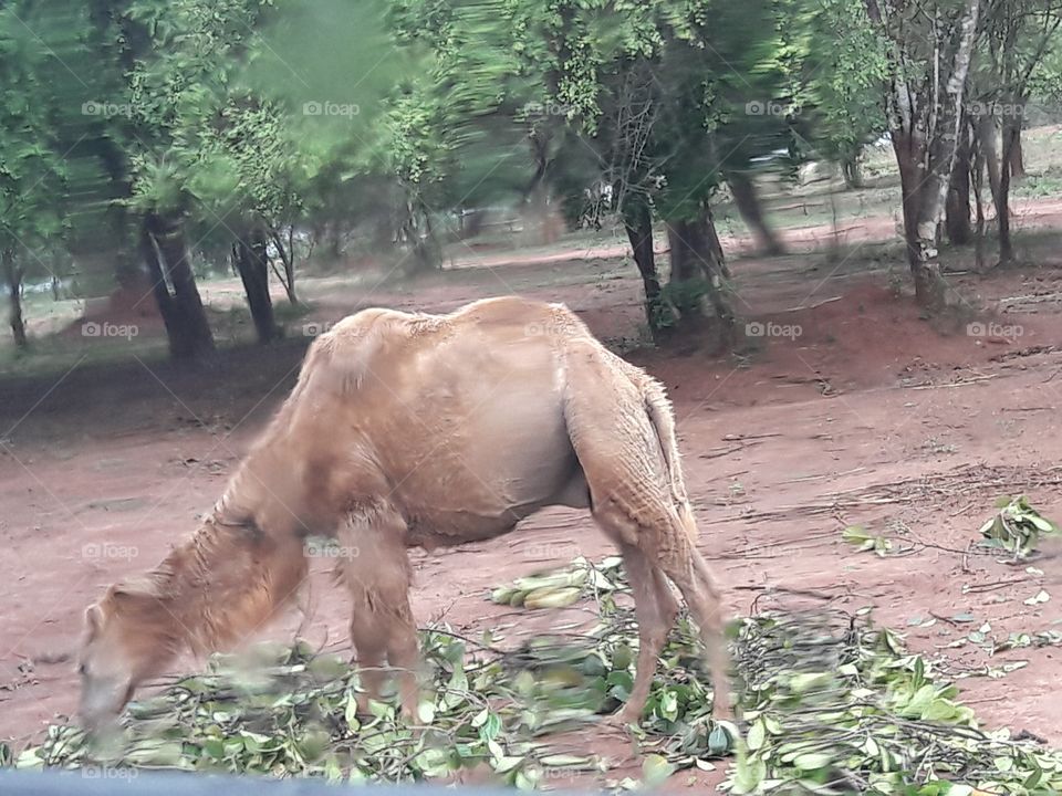 camel