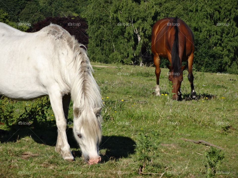 Majestic horses