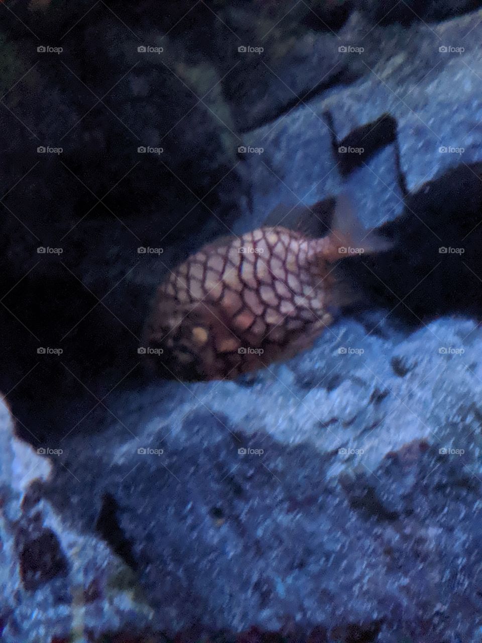 a Pinecone Fish