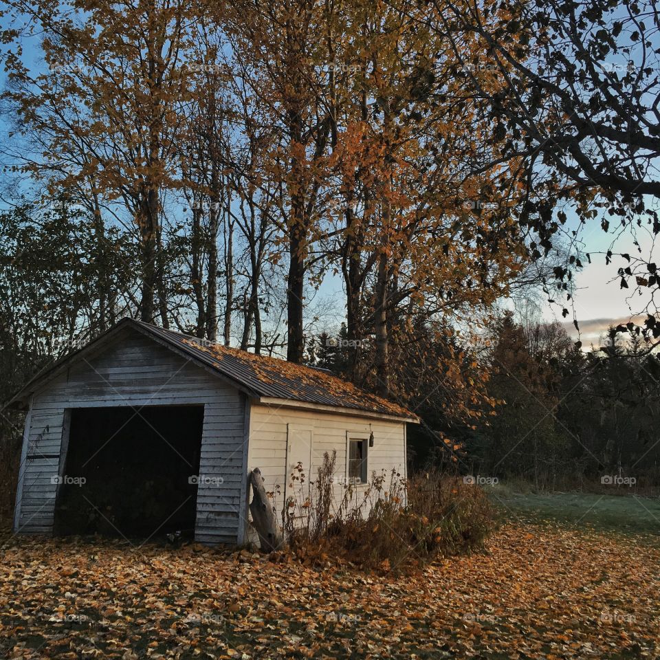 Comforting foliage on a beautiful morning 